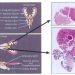 A Retrospective Analysis of Background Lesions and Tissue Accountability for Male Accessory Sex Organs in Fischer-344 Rats
