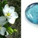 Genotoxicity evaluation of the naturally-derived food colorant, gardenia blue, and its precursor, genipin