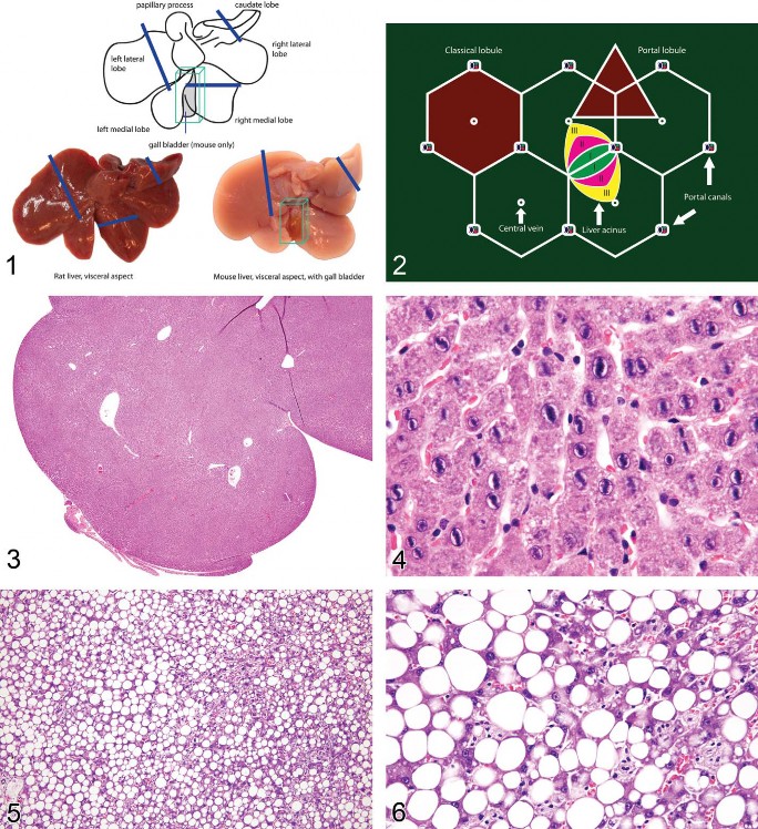Figure 1. Gross appearance and tissue trimming recommendations for a normal rodent liver. Ref. to http://reni.item.fraunhofer.de/reni/trimming/index.php. Figure 2. Two-dimensional microarchitecture of the liver. Figure 3. Rat liver. Hepatodiaphragmatic nodule. Figure 4. Rat liver. Hepatodiaphragmatic nodule with intranuclear inclusions (chromatin). Higher magnification of Figure 3. Figure 5. Rat liver. Macrovesicular fatty change. Figure 6. Rat liver. Macrovesicular fatty change. Higher magnification of Figure 5.