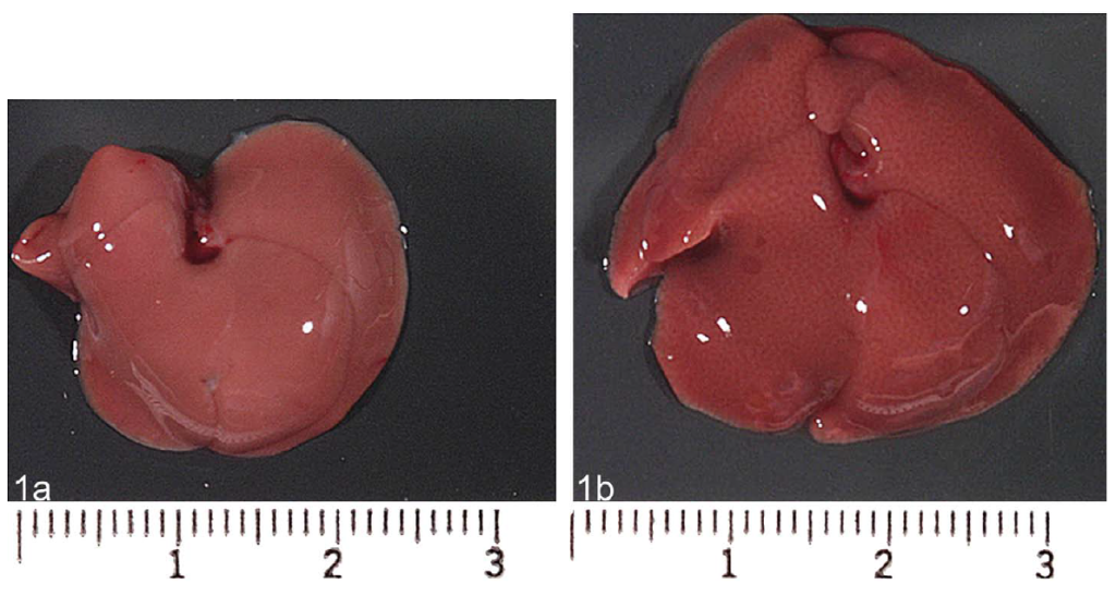 FIGURE 1.—Gross photograph of a control mouse (left panel, 1a) and treated (right panel, 1b) liver demonstrating an increase in liver volume characterized by a fine reticular pattern after treatment with the enzyme inducer phenobarbital.