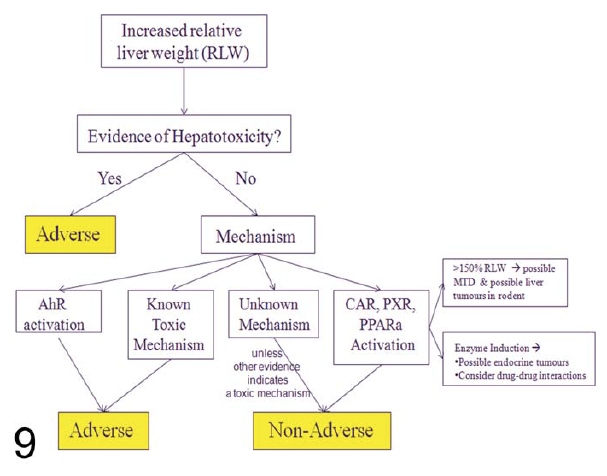 Follicular Epithelial Cell Hypertrophy Induced by Chronic Oral