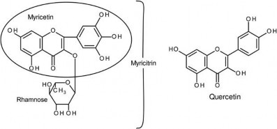 Myricitrin toxicity & TK study Fig1