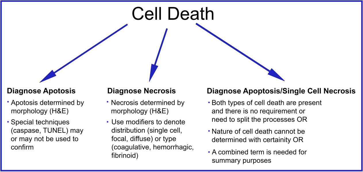 Figure 1. Summary diagram of cell death nomenclature recommendations.