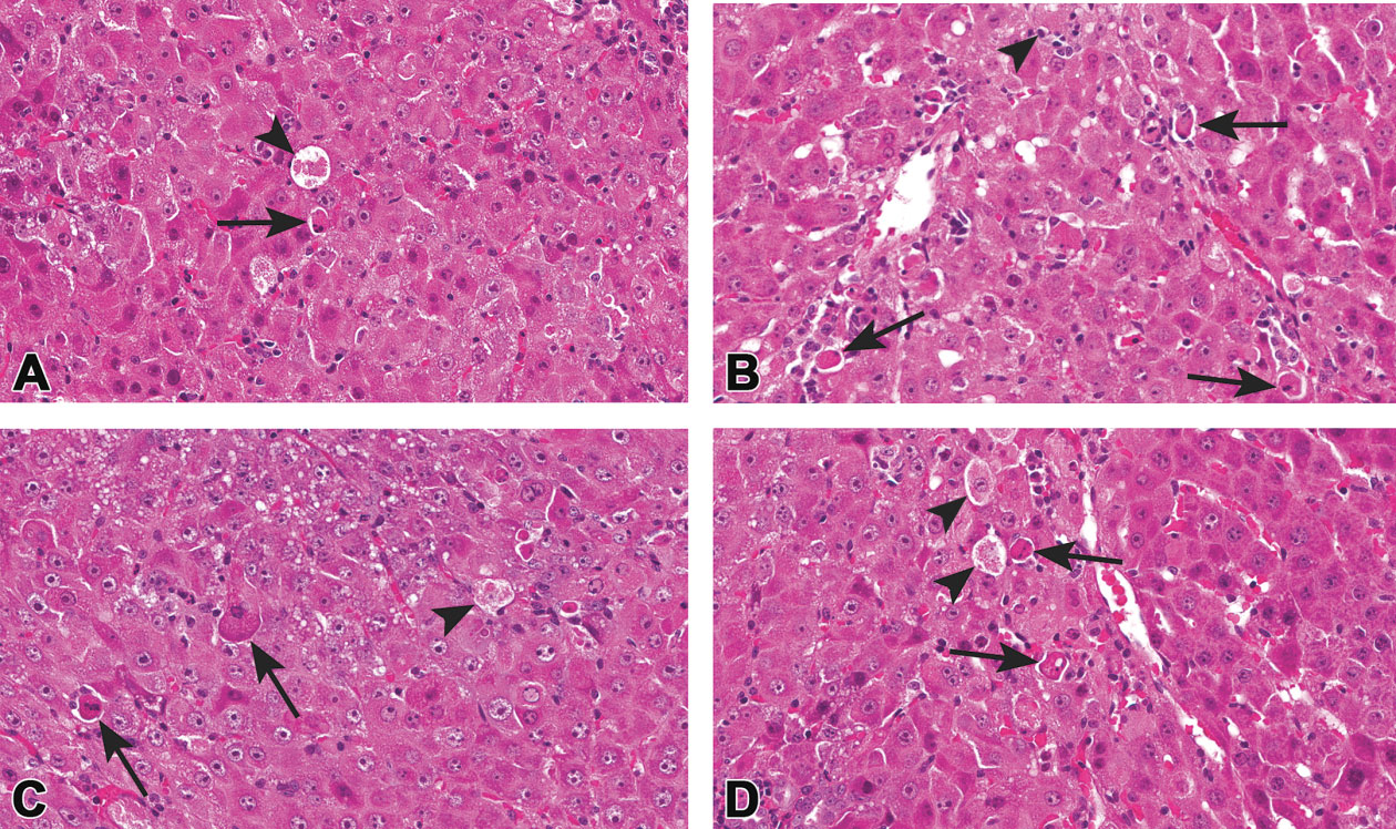 Figure 17. Example of hepatocellular apoptosis (A–D; arrows) and single cell necrosis (A–D; arrowheads) occurring together in the liver. The degenerating/necrotic cells are large and swollen with pale eosinophilic cytoplasm and karyolysis whereas the apoptotic cells are small and shrunken with hypereosinophilic cytoplasm and pyknotic/fragmented nuclei. Note the lack of tingible body macrophages.