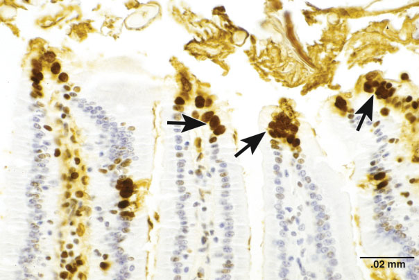 Figure 7. Apoptosis of surface epithelial cells is a normal process of cell turnover in the villi of the small intestine. The apoptotic cells are stained a dark golden brown (arrows) using in situ end labeling of fragmented DNA. Image courtesy of National Toxicology Program (NTP) archives.