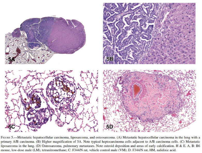 Follicular Epithelial Cell Hypertrophy Induced by Chronic Oral  Administration of 2,3,7,8-Tetrachlorodibenzo-p-Dioxin in Female Harlan  Sprague–Dawley Rats - Toxicologic Pathology